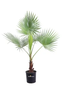 Palma Messicana - Washingtonia Robusta v30 egarden.store online