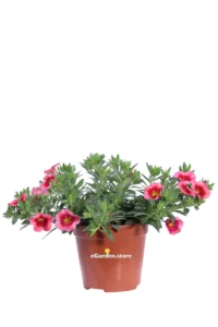 Petunia Nana - Calibrachoa Rosa Bicolor v14 egarden.store online