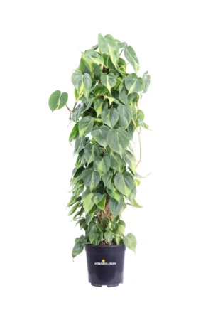 Philodendron Scandens Brasil Bastone v24 egarden.store online
