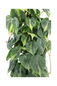 Philodendron Scandens Brasil Bastone v24 egarden.store online