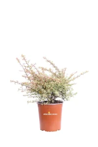 Pyracantha Nana Variegata v19 egarden.store online