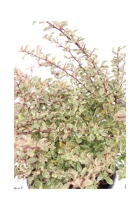 Pyracantha Nana Variegata v19 egarden.store online