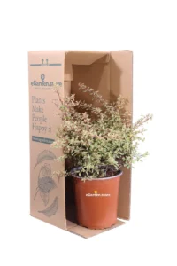 Pyracantha Nana Variegata v19 egarden.store online