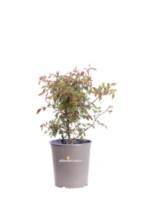 Rosa Chinensis Mutabilis v19 egarden.store online