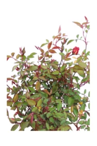 Rosa Chinensis Mutabilis v19 egarden.store online