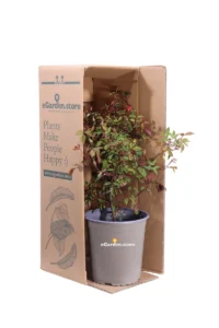 Rosa Chinensis Mutabilis