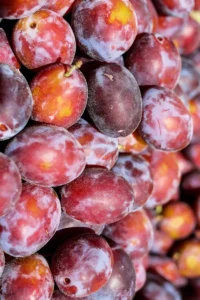 Susino Coscia di Monaca Rossa v20 egarden.store online