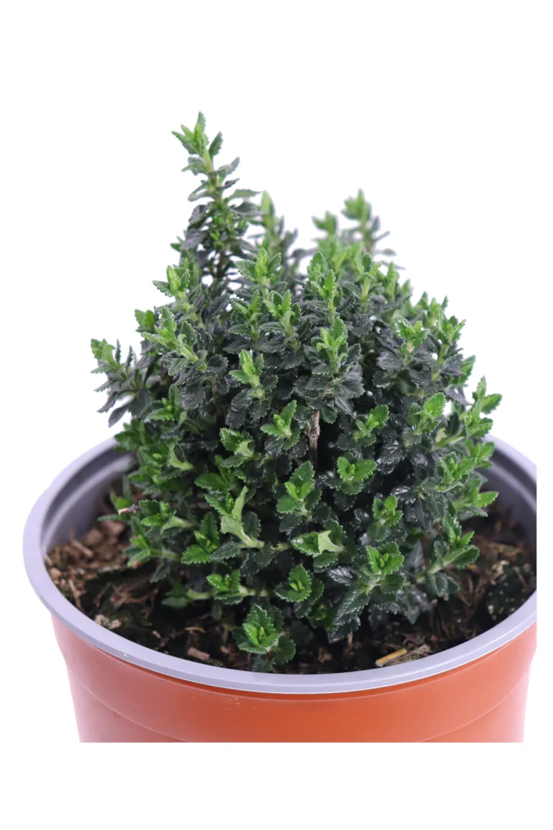 Teucrium X Lucidrys v17 egarden.store 2 Teucrium X Lucidrys v17 egarden.store online