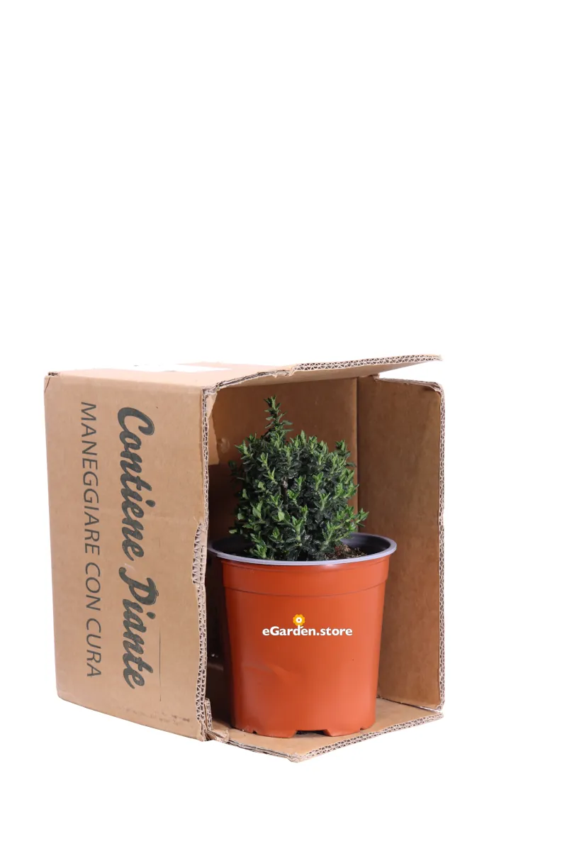 Teucrium X Lucidrys v17 egarden.store 3 Teucrium X Lucidrys v17 egarden.store online