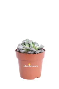 Titanopsis Calcarea v8 egarden.store online