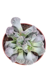 Titanopsis Calcarea v8 egarden.store online