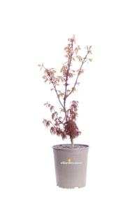 Acero Palmato Skeeters Broom v19 egarden.store online