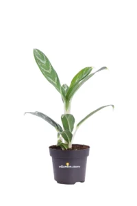 Aglaonema Ivy Green v12 egarden.store 1 Aglaonema Ivy Green v12 egarden.store online