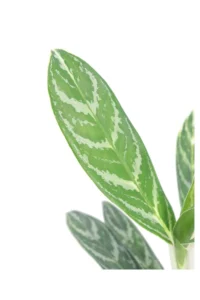 Aglaonema Ivy Green v12 egarden.store 2 Aglaonema Ivy Green v12 egarden.store online