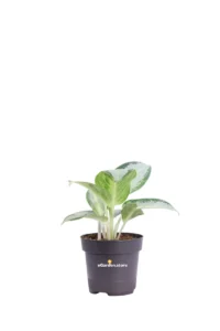 Aglaonema Silver Blue v12 egarden.store online