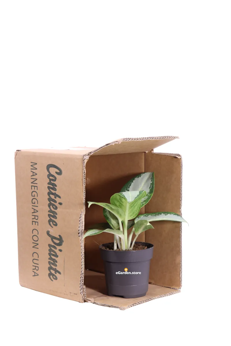 Aglaonema Silver Blue v12 egarden.store online