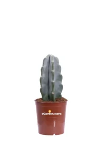 Cereus Jamacaru v12 egarden.store online