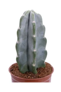 Cereus Jamacaru v12 egarden.store online