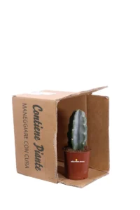 Cereus Jamacaru v12 egarden.store online