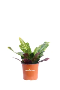 Croton - Codiaeum Variegatum Excellentv17 egarden.store online