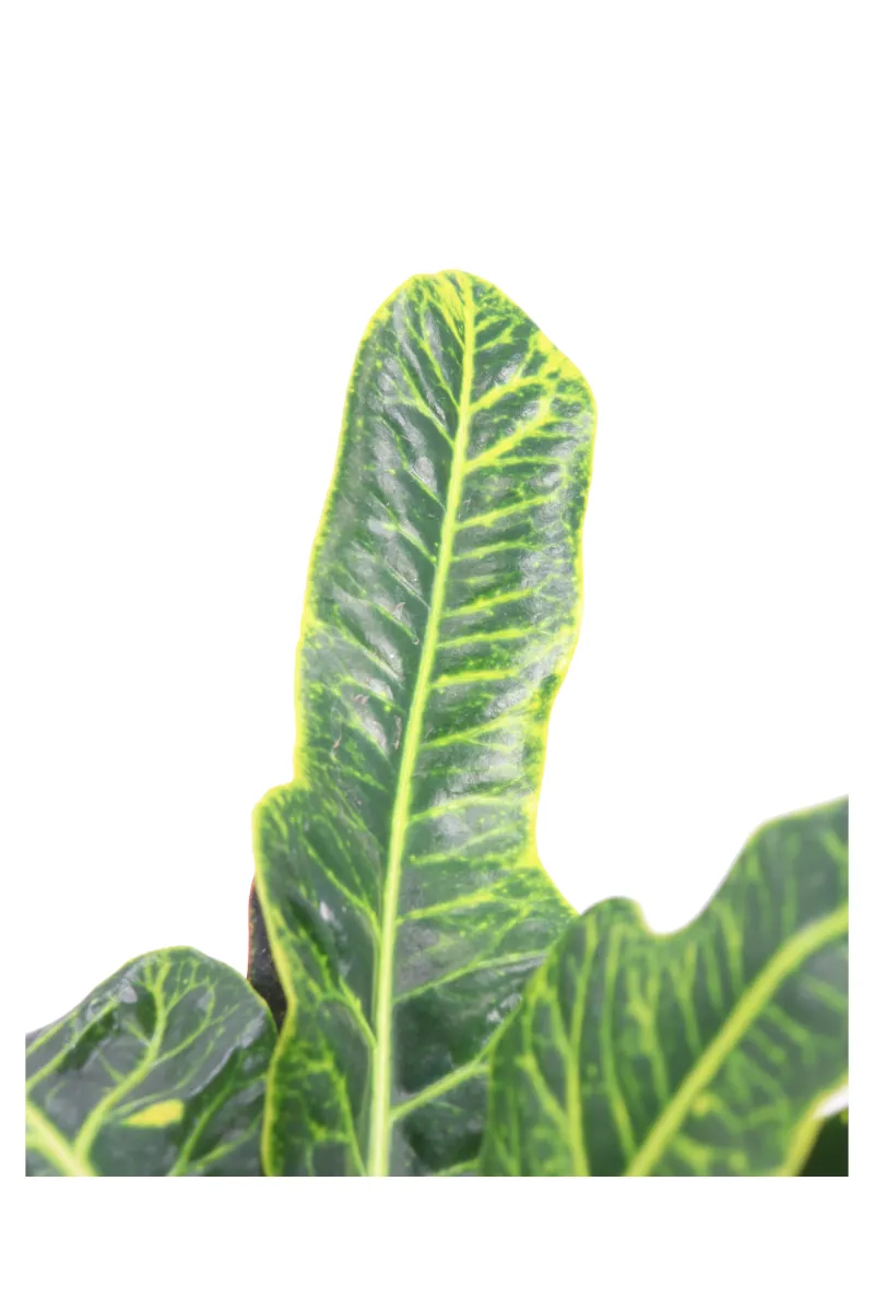 Croton - Codiaeum Variegatum Excellent