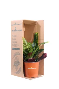 Croton - Codiaeum Variegatum Excellentv17 egarden.store online