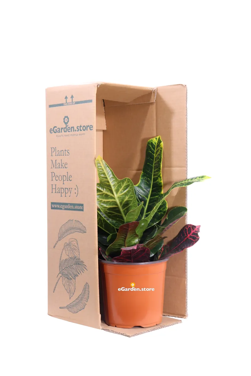 Croton - Codiaeum Variegatum Excellentv17 egarden.store online