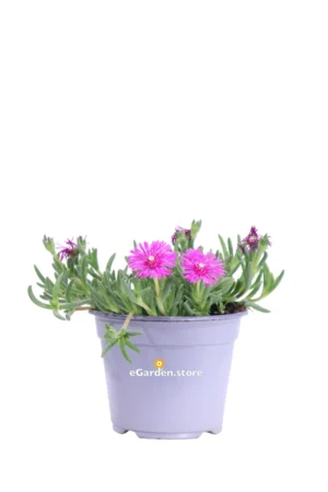 Delosperma Cooperi v14 egarden.store online