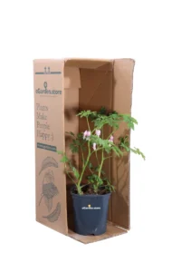 Dicentra Sectabilis Rosa v17 egarden.store online