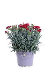 Garofano - Dianthus Caryophyllus Peman Rosso v14 egarden.store 1 Garofano - Dianthus Caryophyllus Peman Rosso v14 egarden.store online