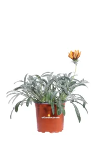 Gazania Nivea Arancione v15 egarden.store online