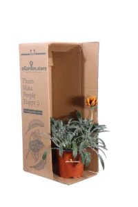Gazania Nivea Arancione v15 egarden.store online