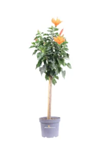 Hibiscus Rosa Sinensis Alberello Arancione v21 egarden.store online