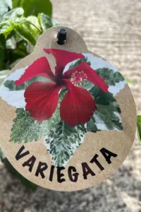 Hibiscus Rosa Sinensis Variegata v12 egarden.store2 online