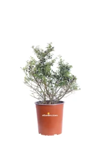 Ilex Crenata Stokes v19 egarden.store online