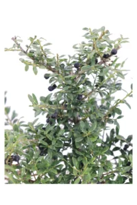 Ilex Crenata Stokes v19 egarden.store online