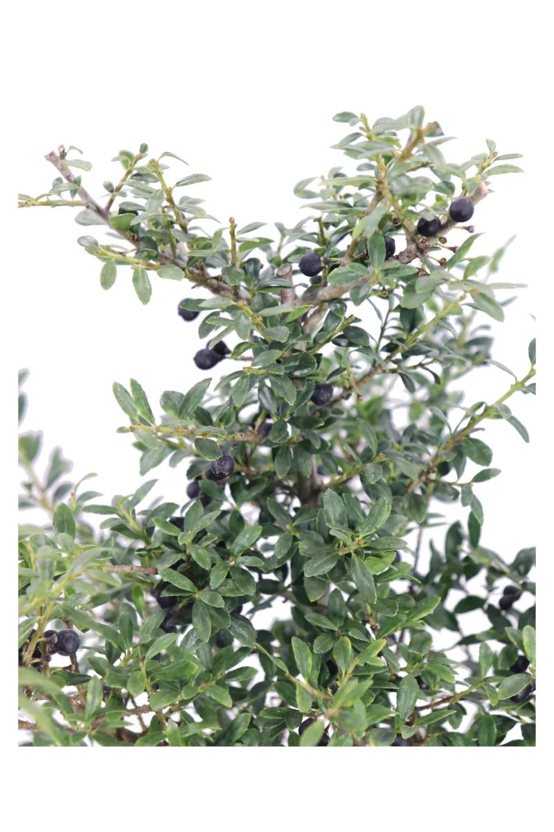 Ilex Crenata Stokes v19 egarden.store online
