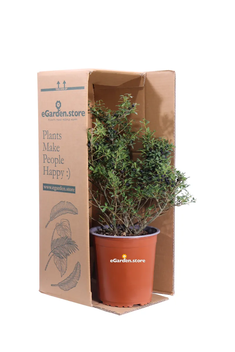 Ilex Crenata Stokes v19 egarden.store online