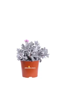 Kalanchoe Pumila v15 egarden.store online