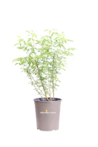 Lespedeza Thunbergii v19 egarden.store 1 Lespedeza Thunbergii