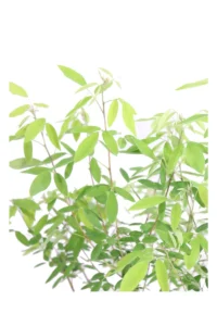 Lespedeza Thunbergii v19 egarden.store 2 Lespedeza Thunbergii v19 egarden.store online