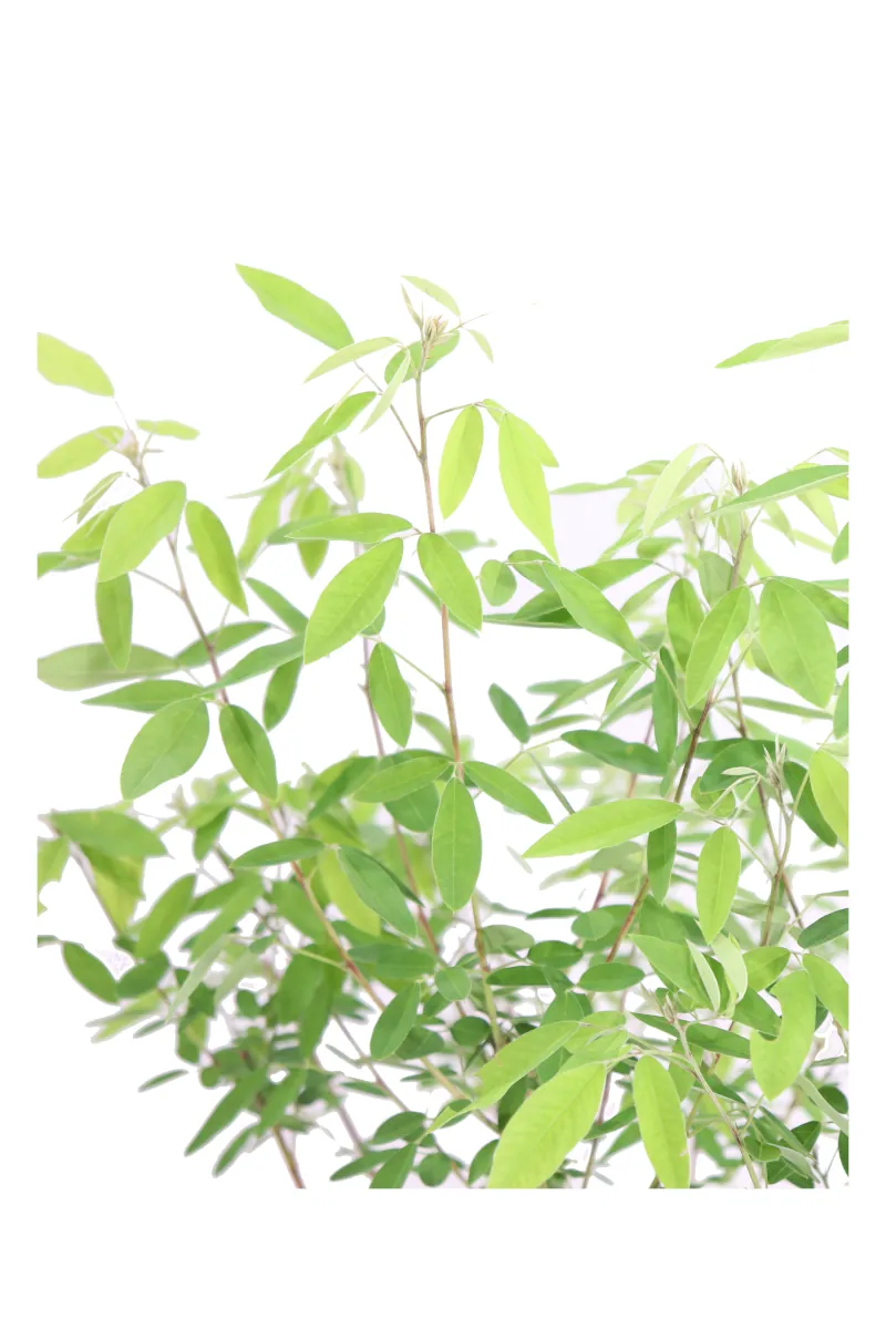 Lespedeza Thunbergii v19 egarden.store 2 Lespedeza Thunbergii v19 egarden.store online