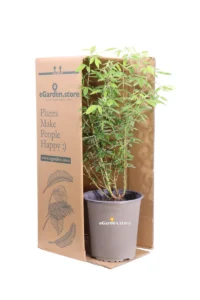 Lespedeza Thunbergii v19 egarden.store 3 Lespedeza Thunbergii v19 egarden.store online