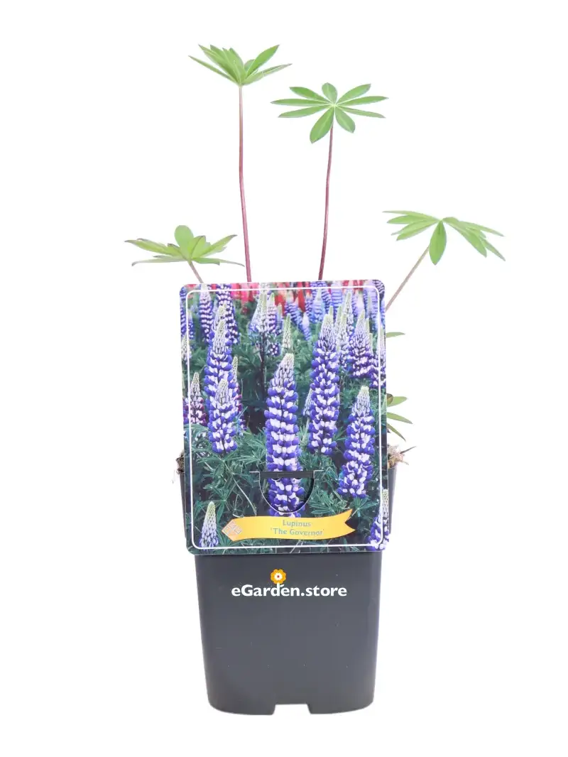 Lupino - Lupinus The Governor v11 egarden.store online