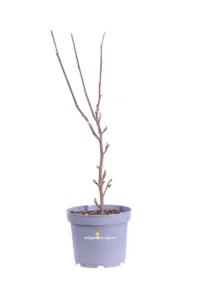 Magnolia Soulangeana X Satisfaction v23 egarden.store online