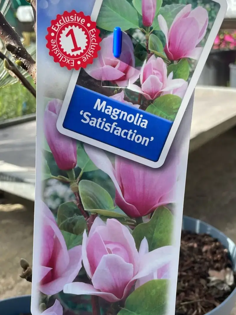 Magnolia Soulangeana X Satisfaction v23 egarden.store online