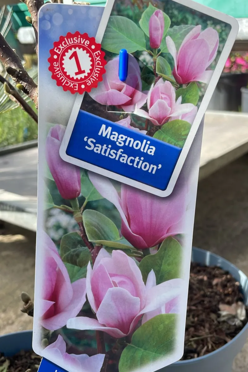 Magnolia Soulangeana X Satisfaction v23 egarden.store online