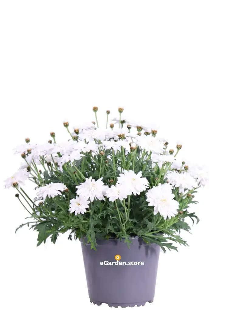 Margherita - Argyranthemum Super Duper v14 egarden.store online