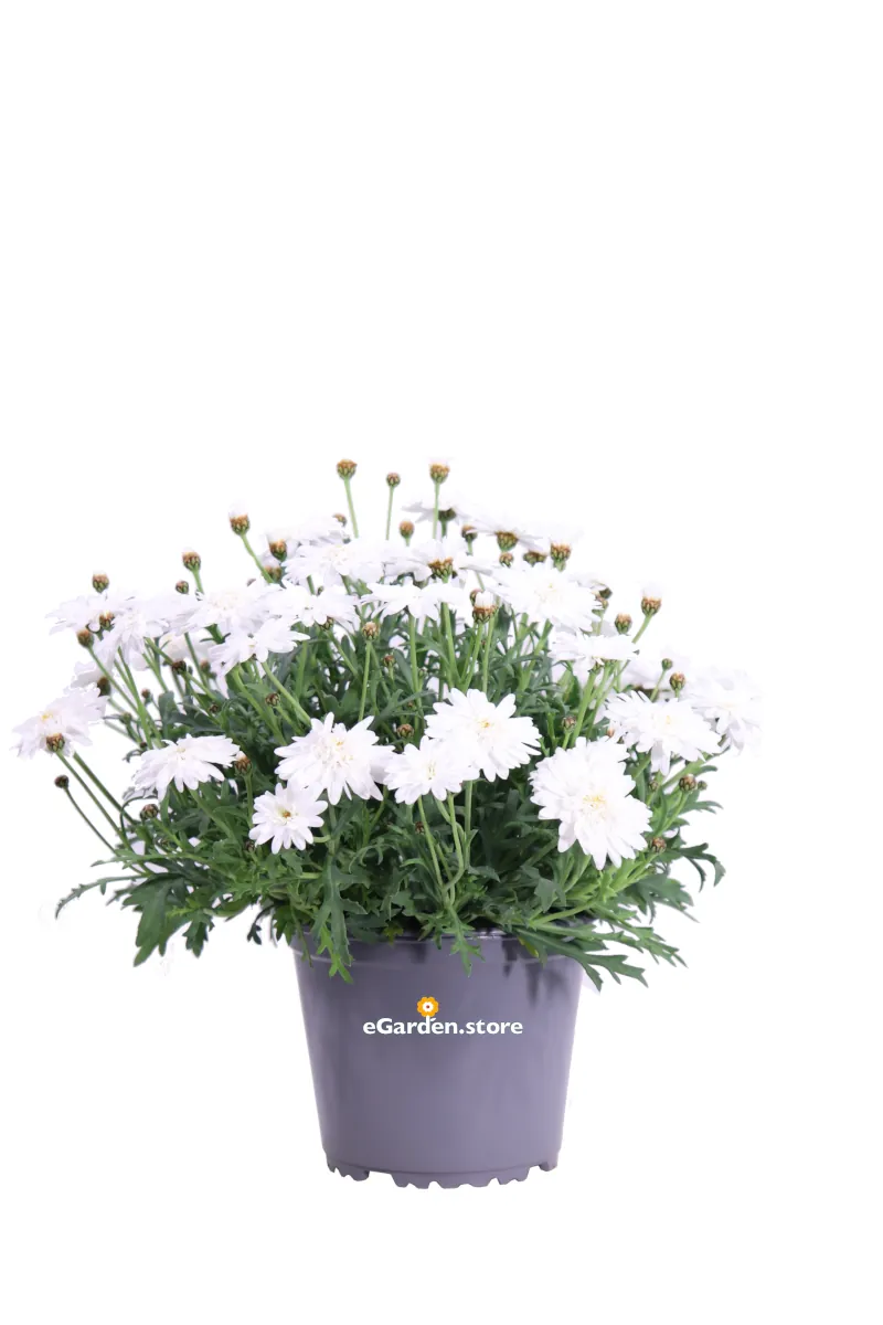 Margherita - Argyranthemum Super Duper v14 egarden.store online