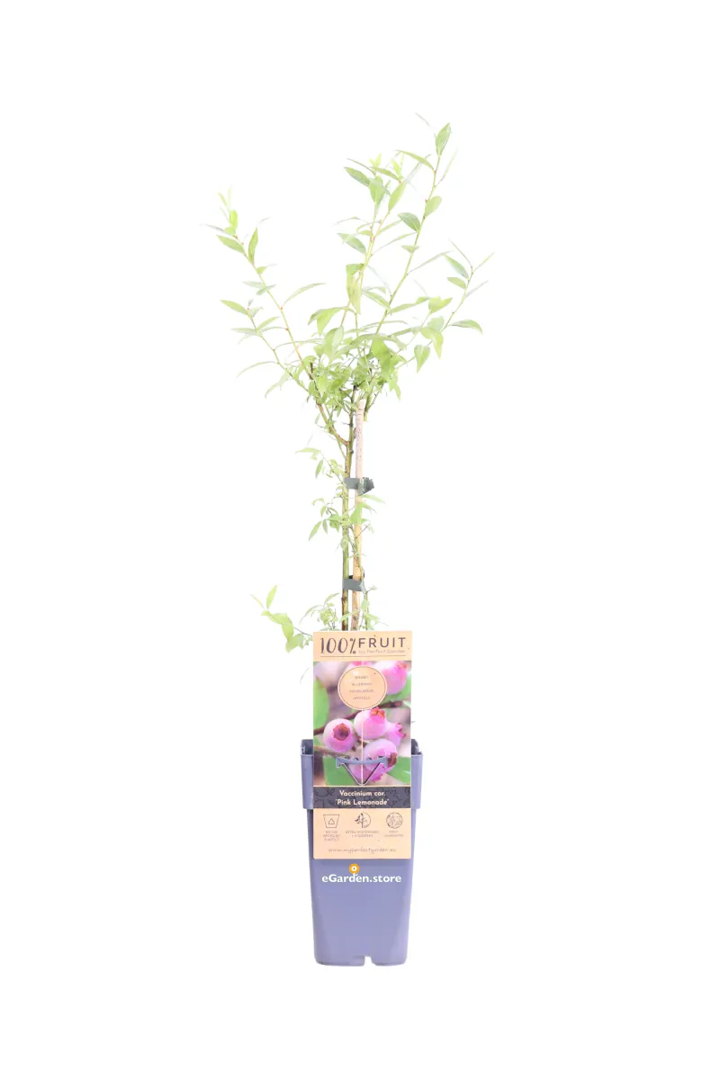 Mirtillo Rosa - Vaccinium Corymbosum Pink Lemonade